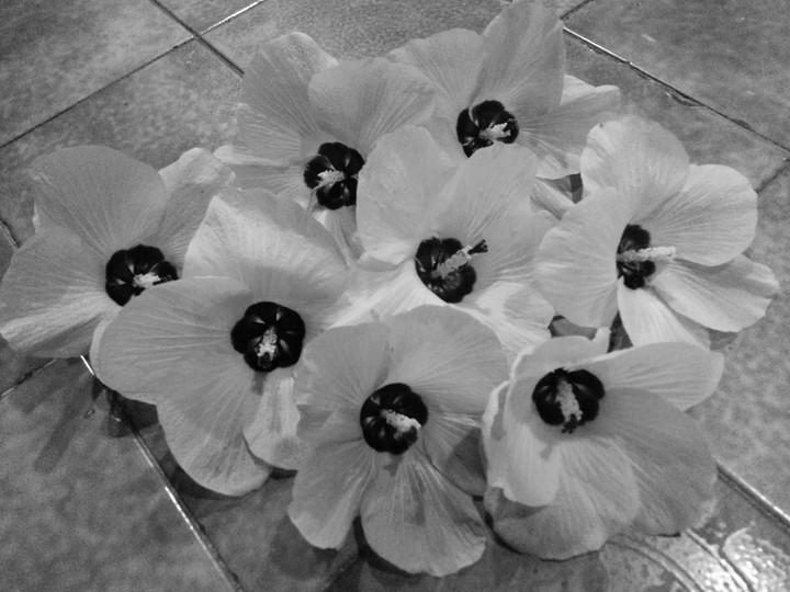 Flores na sua essência