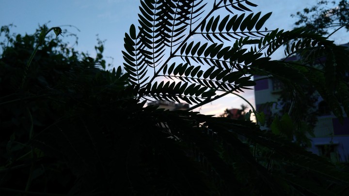 shades of evening