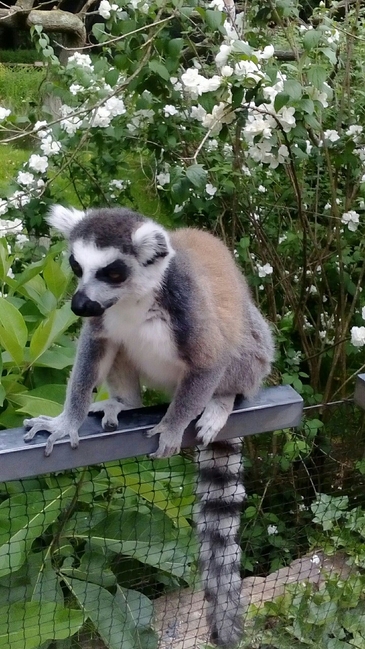 Animal
