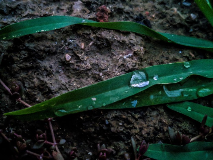 Raindrop ?On Grass ?