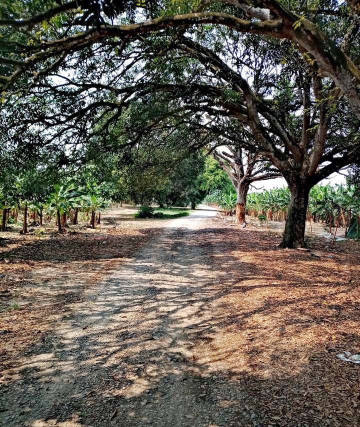 Rancho