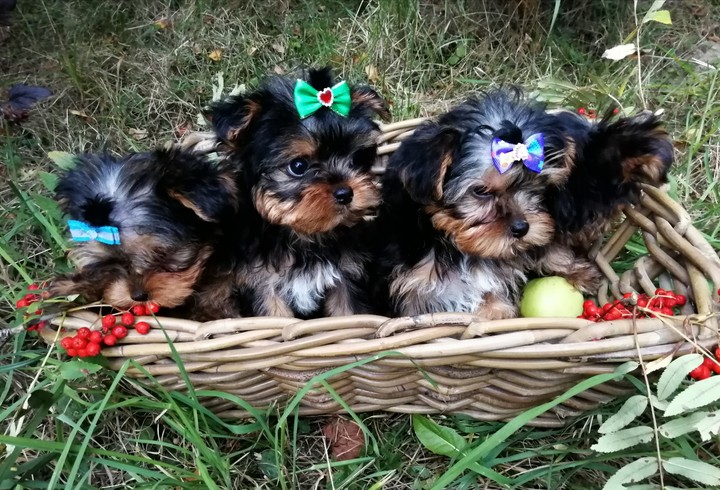 first autumn