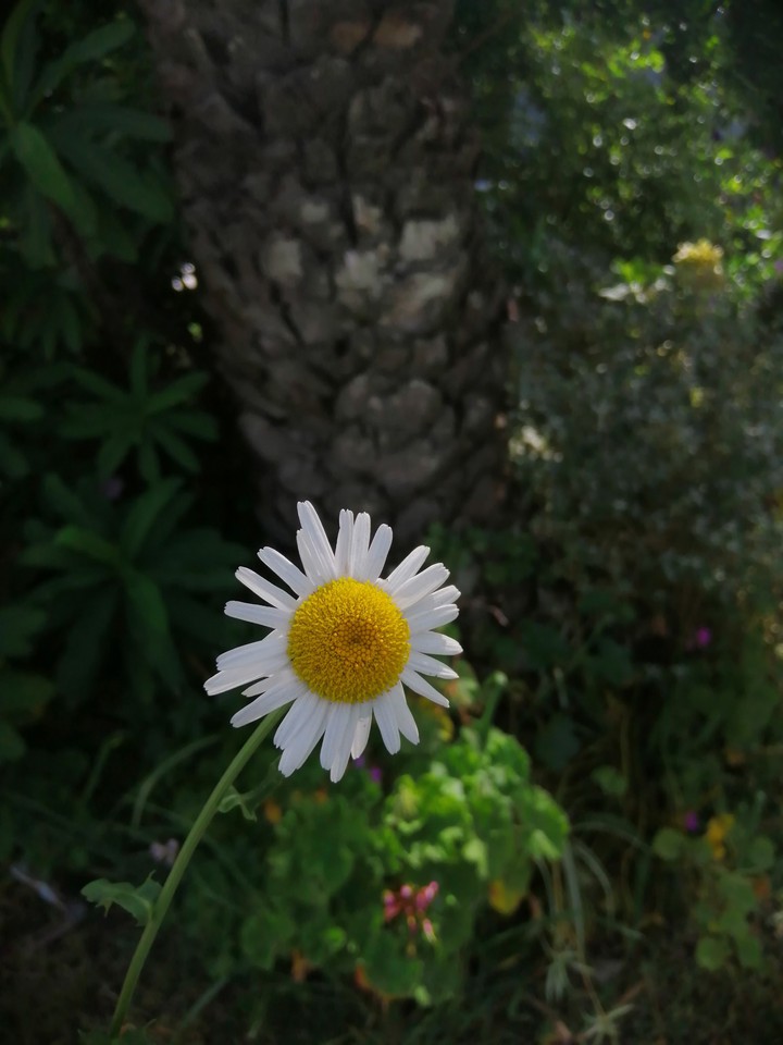 flor margarita