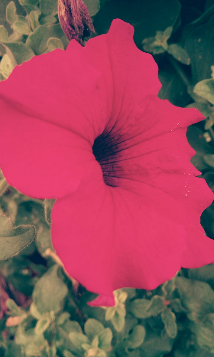 Pink Flower