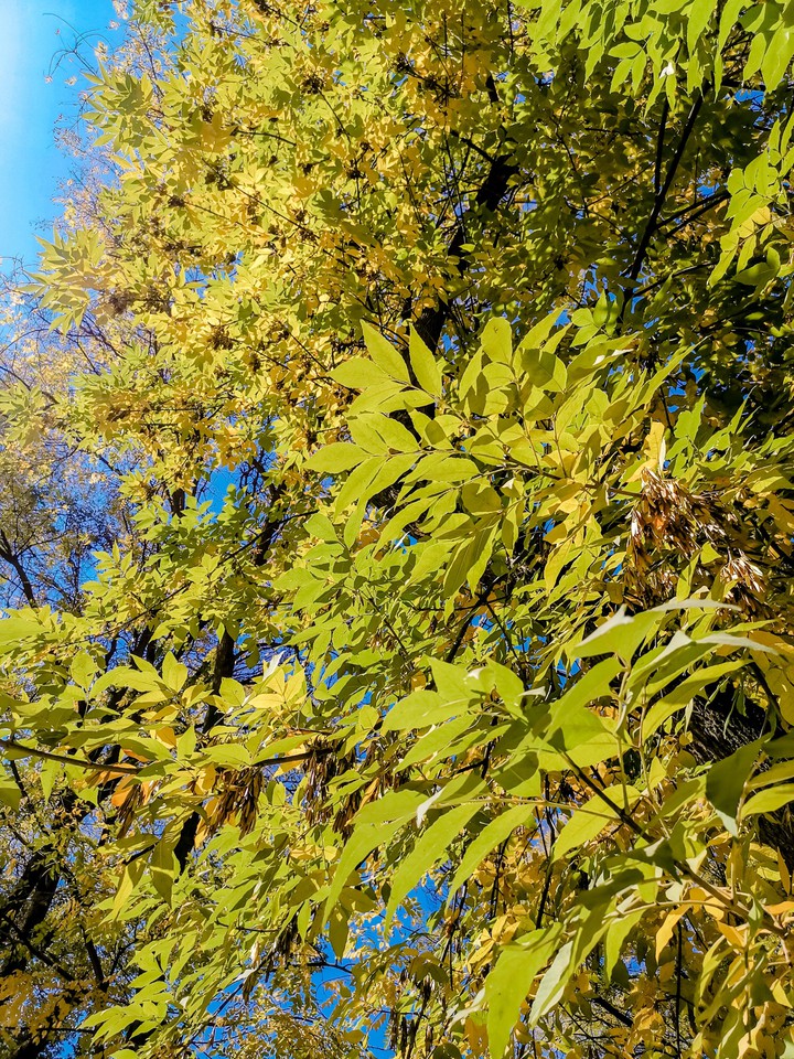 autumn