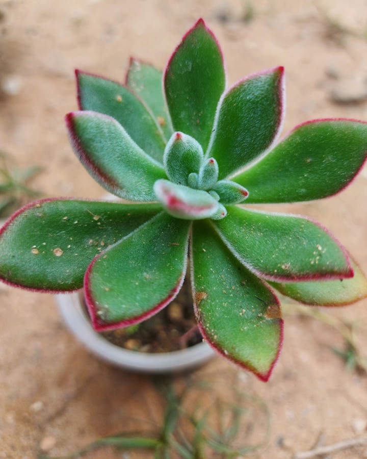 succulents photographs