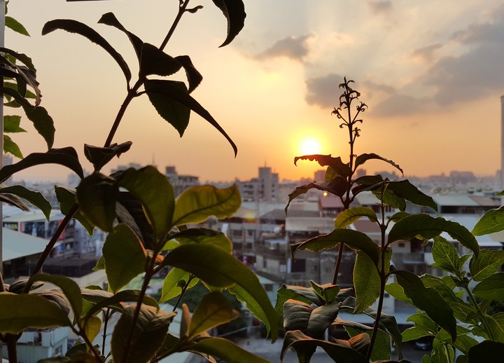 sunset with plants