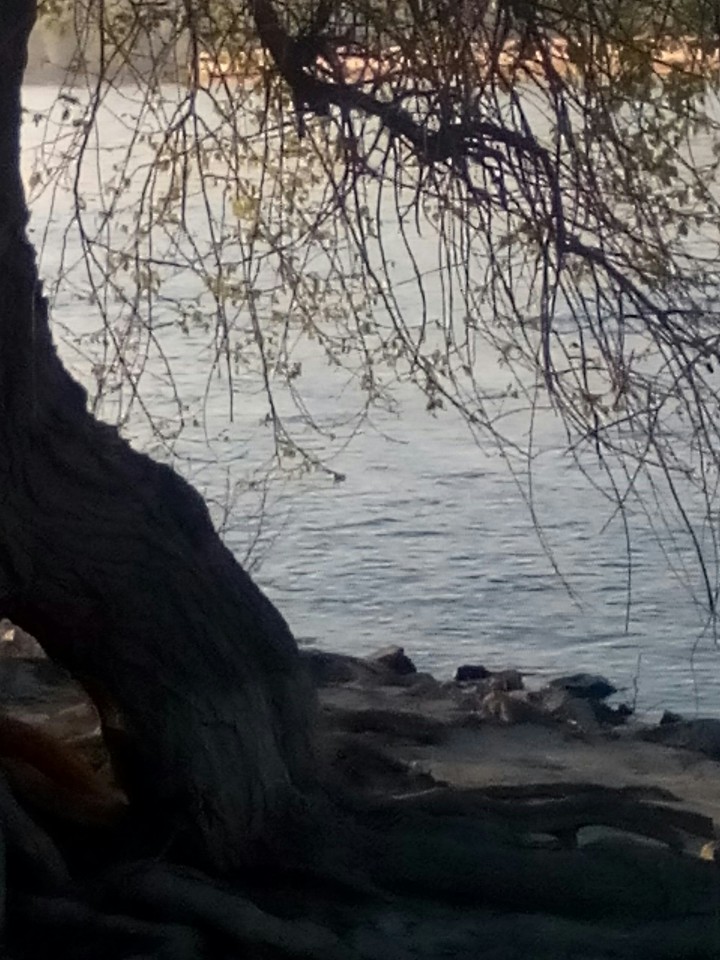 Dunav