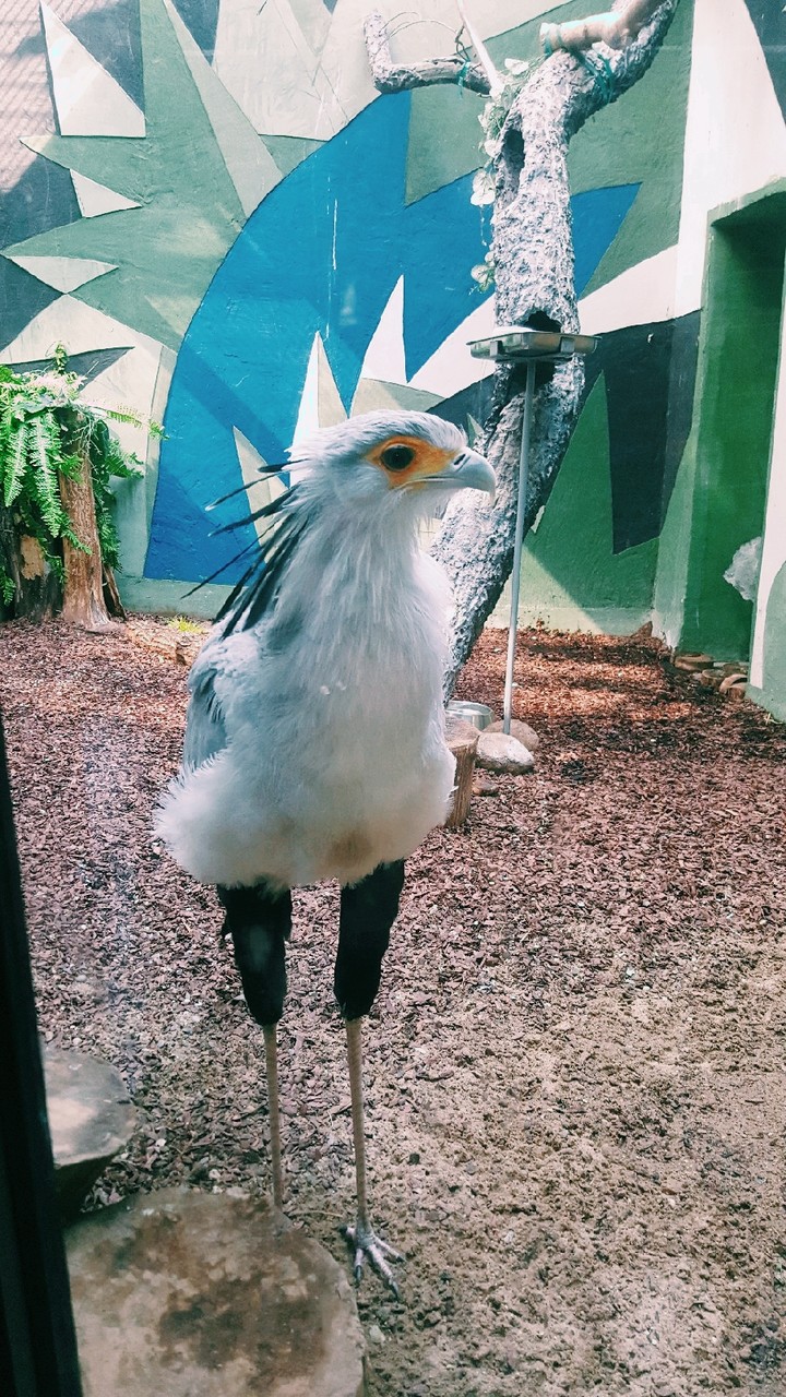 bird