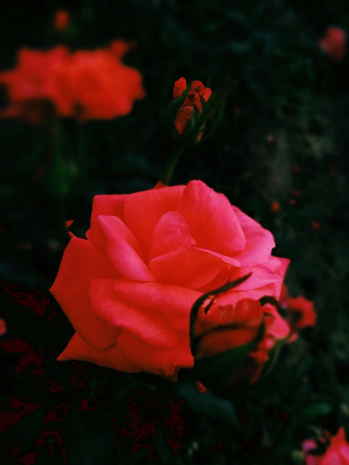 rose