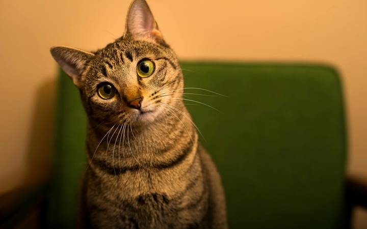 Cute cat
