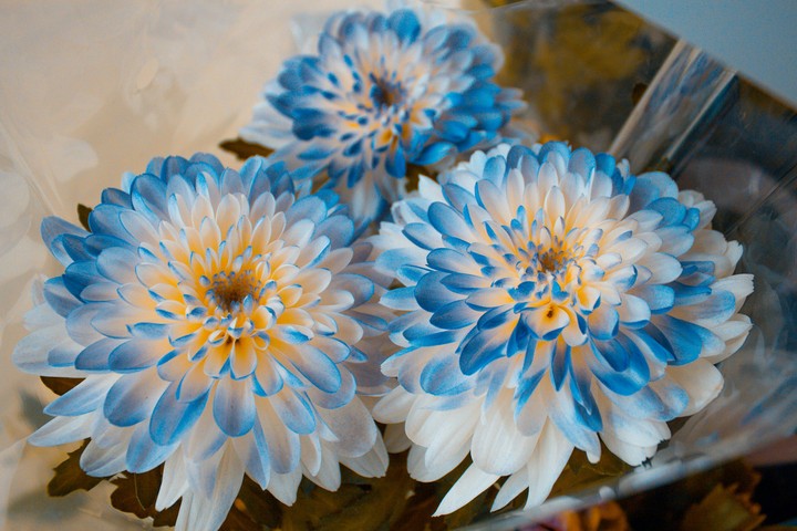 flowers