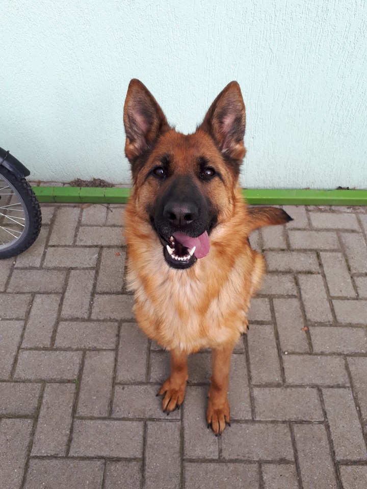 German shepherd dog