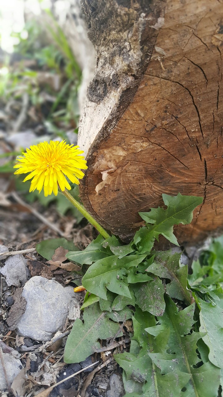dandelion flower
