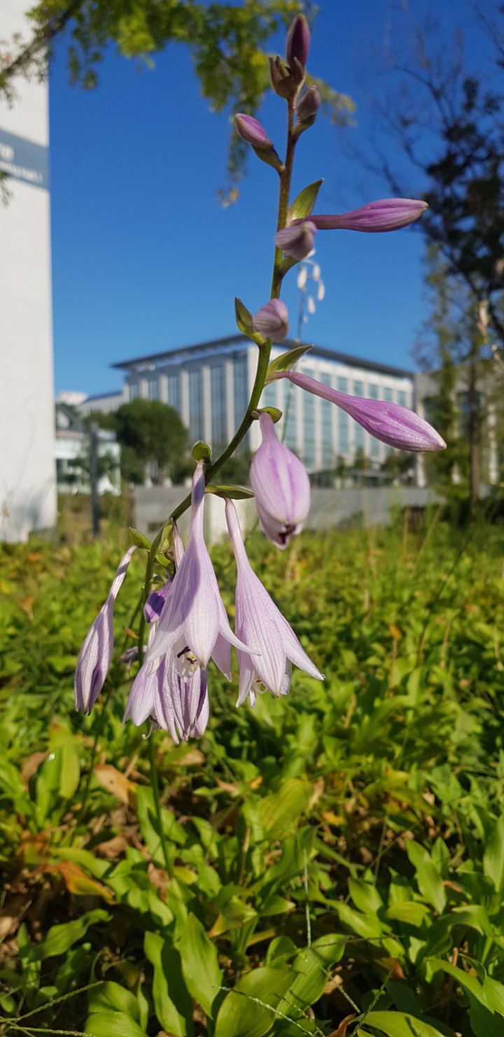 autumn flower sky
