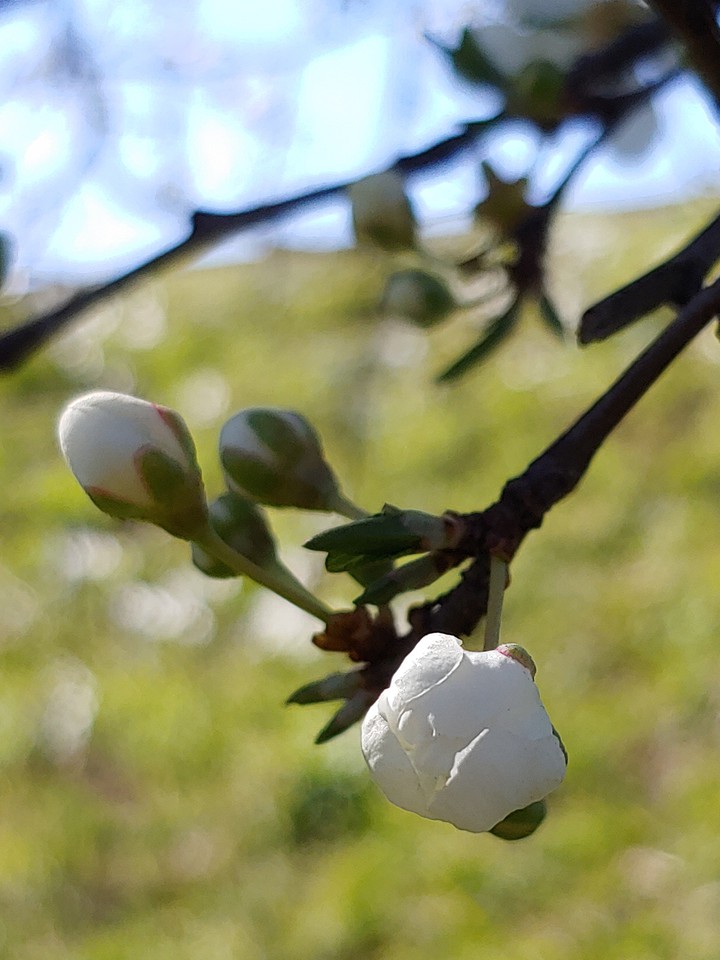 Spring flowers