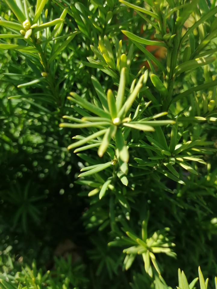 Green wood