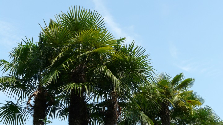Palmen
