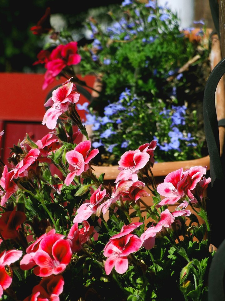 flowers