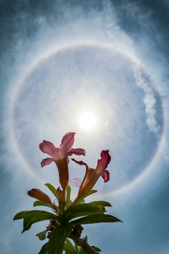 22° halo