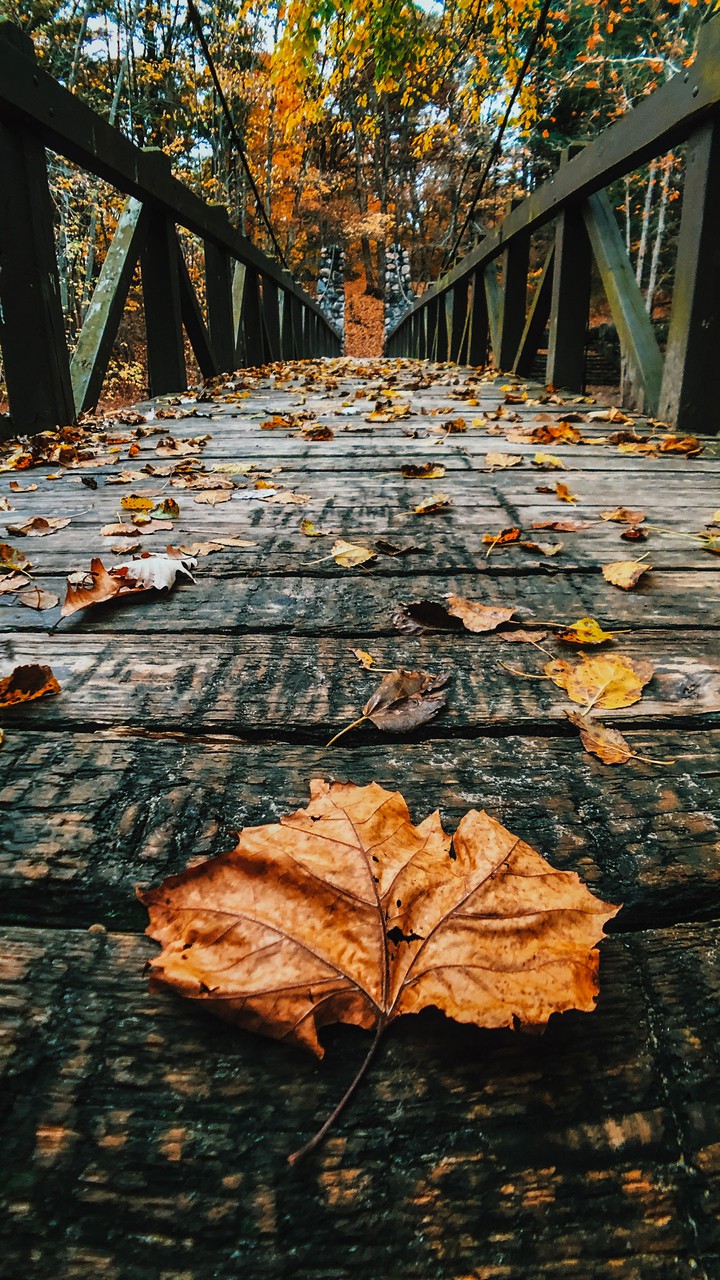 leaves