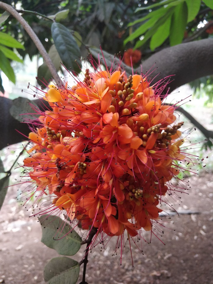 Saraca asoca