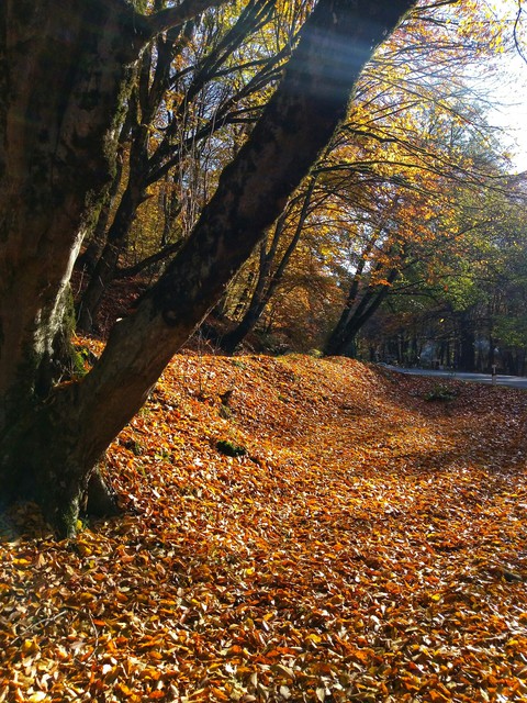 Autumn in Azerbaijan,Gabala