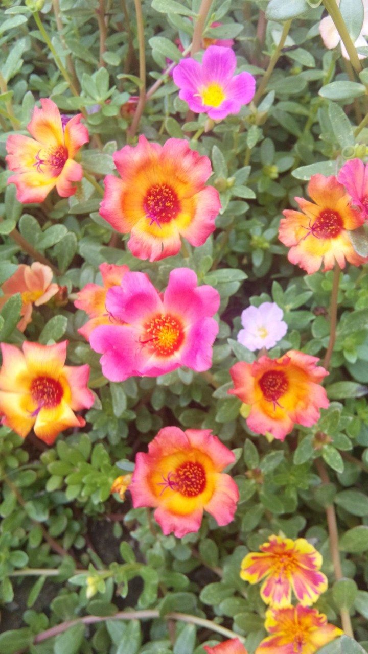 flowers
