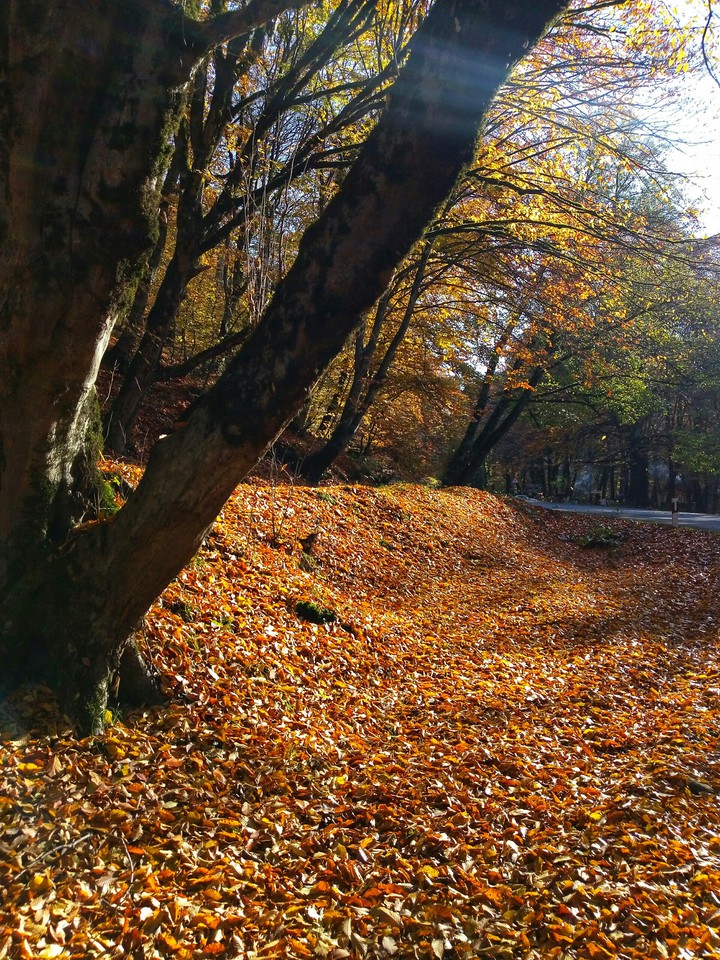 Autumn in Azerbaijan,Gabala
