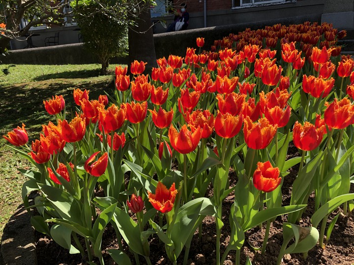 tulips