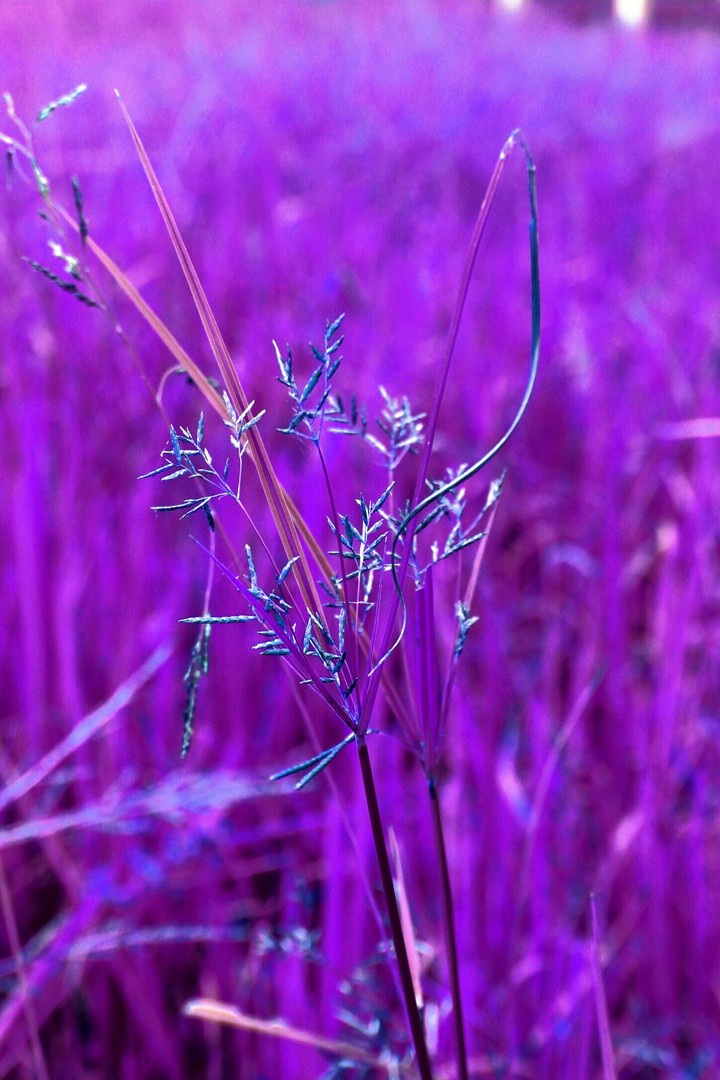 Pinkish violet