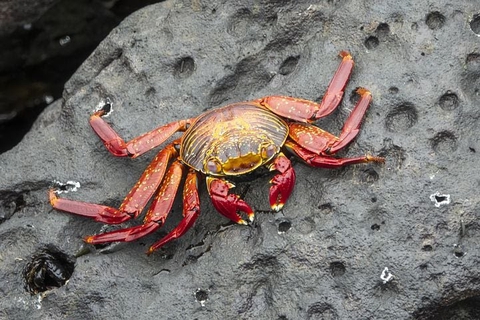 tapety Crustacean, invertebrate