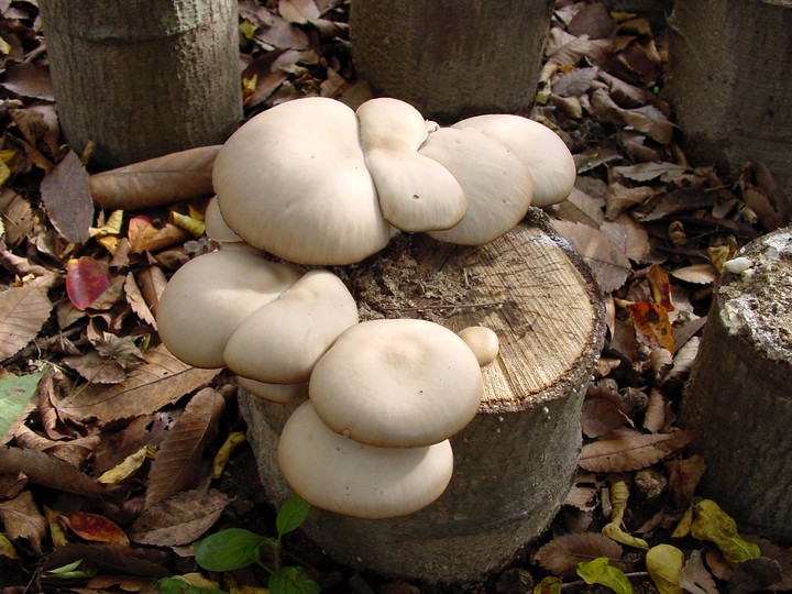 Mushroom