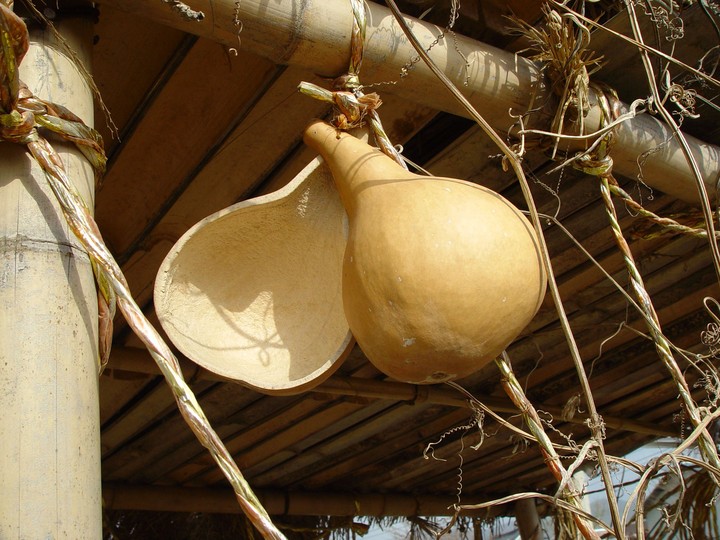Gourd