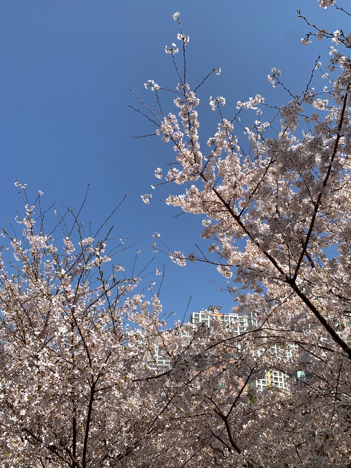 벗꽃
