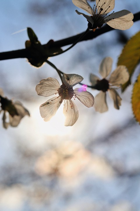 hình nền sun, petal