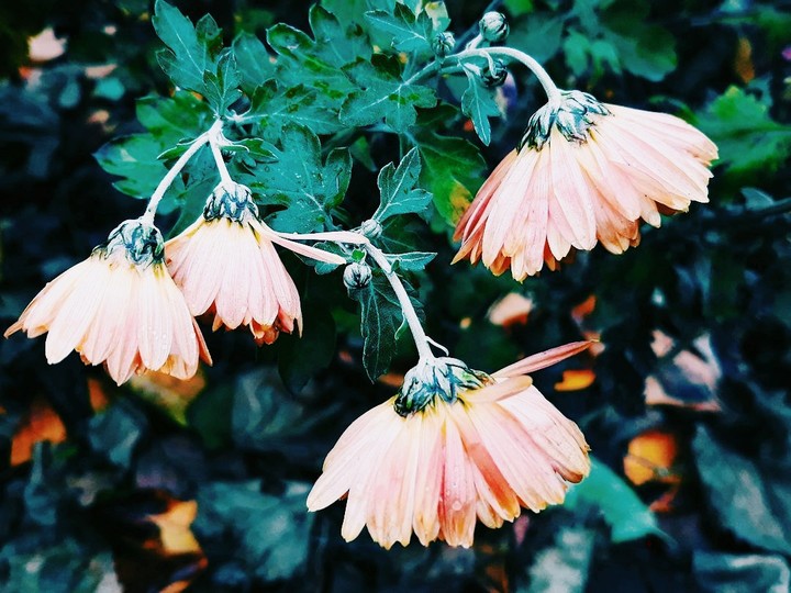 chrysanthemum