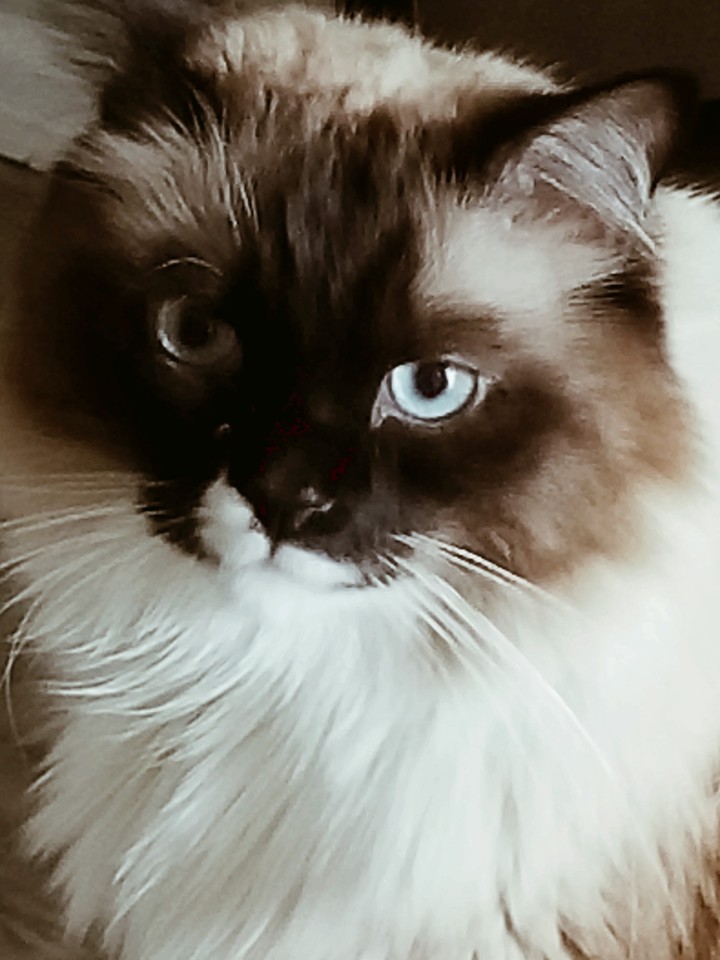 eye of the cat