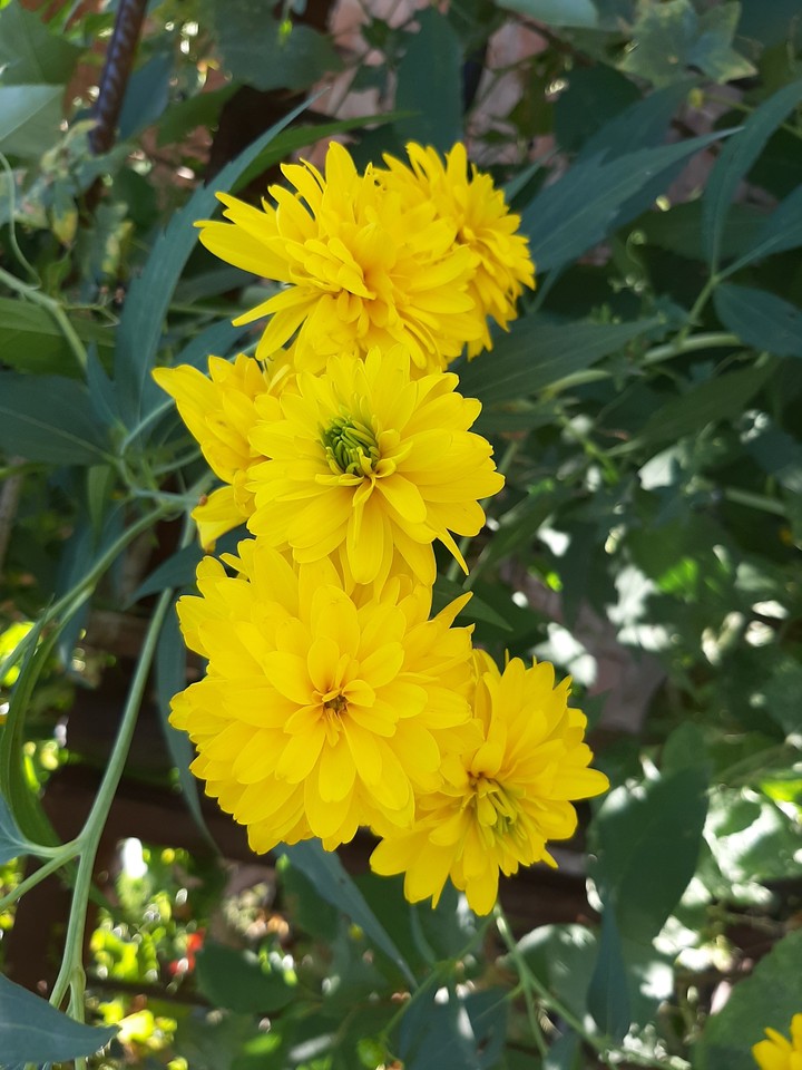 flowers
