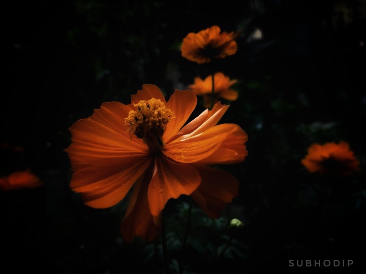 flower 2