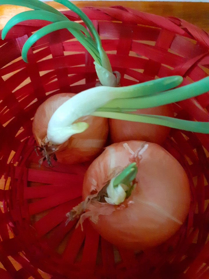 cipolle germogliati!