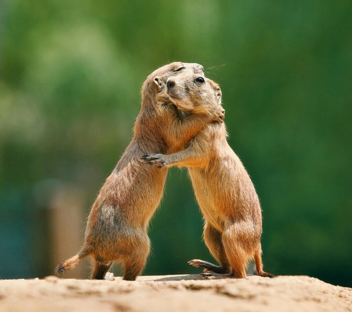 A lovely hug :)