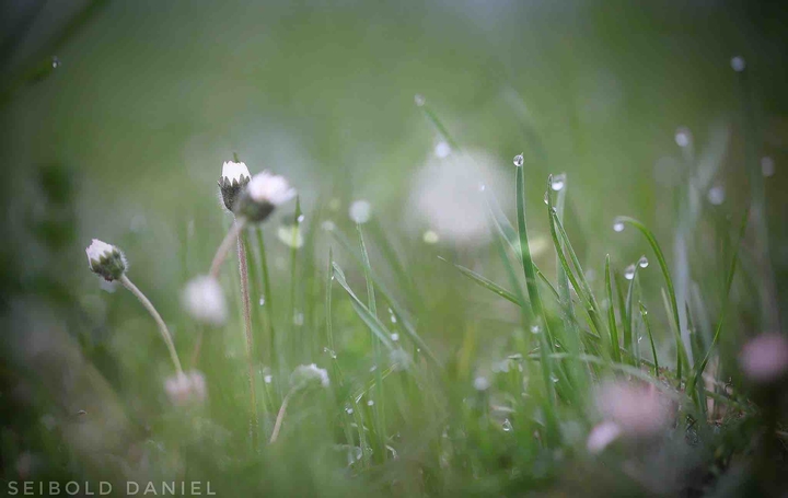 Blumen