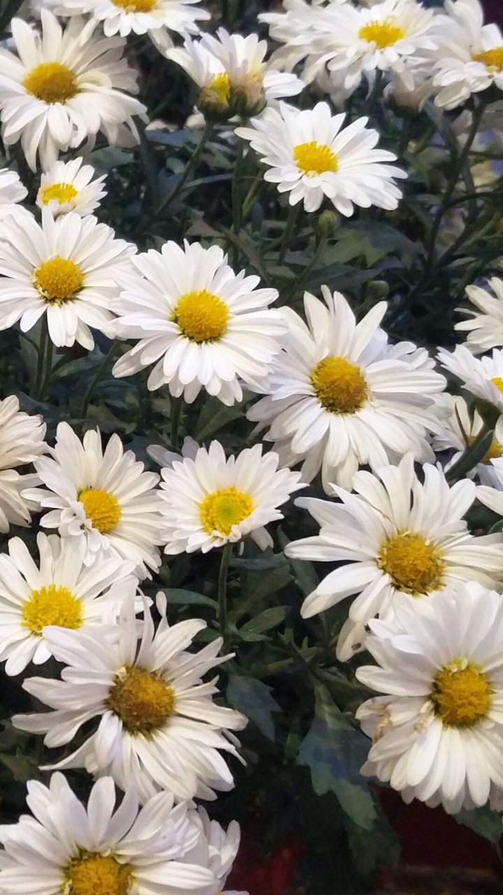 Flowery Path