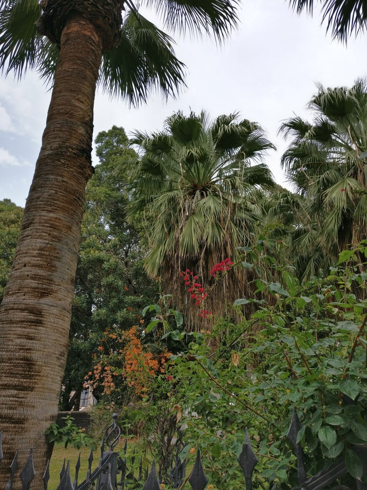 jungle