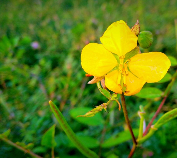 my garden