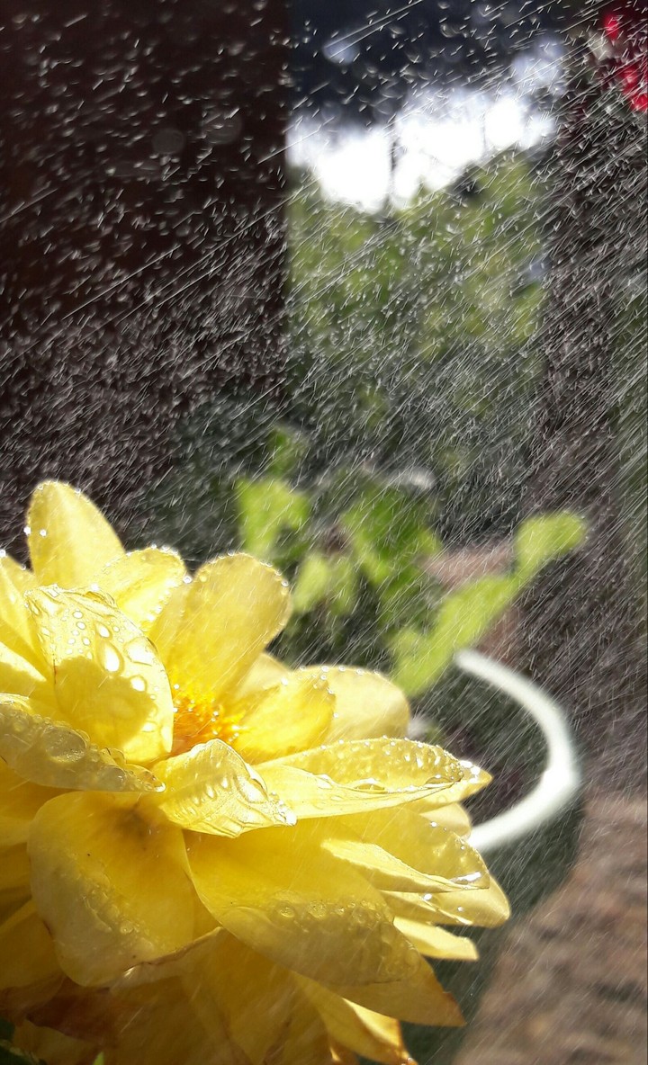 yellow