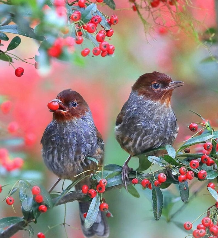 cute bird