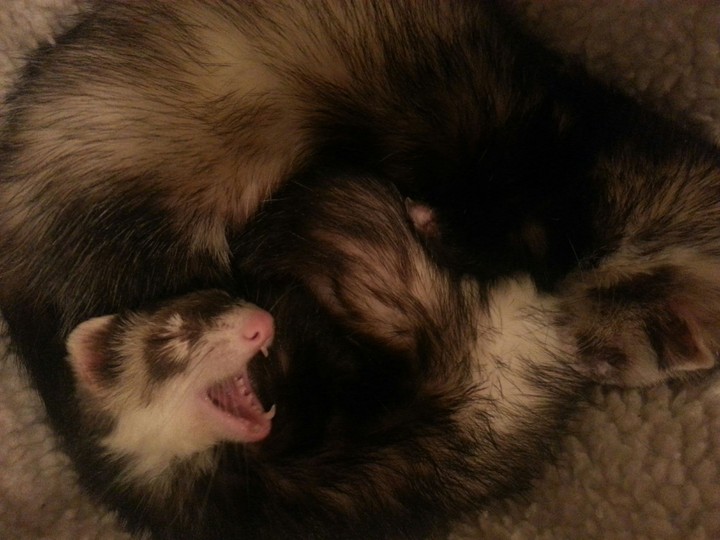 Yawn