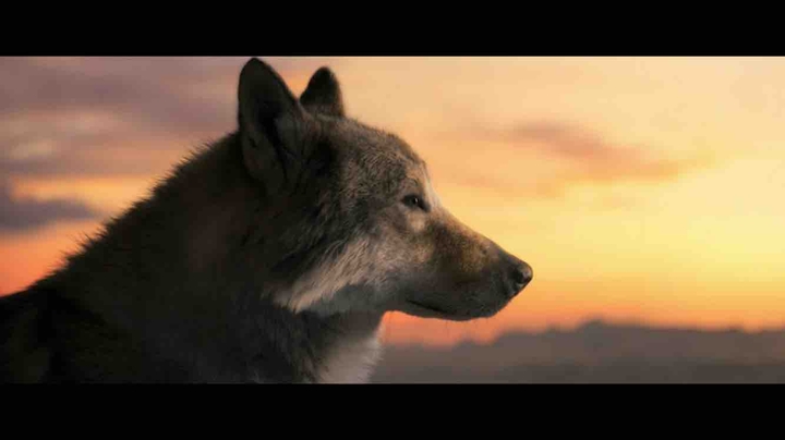 Alpha